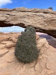 Cercocarpus intricatus