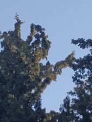 Parabuteo unicinctus