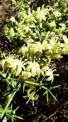 Asparagus acutifolius
