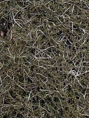 Cercocarpus intricatus