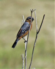 Sporophila hypoxantha