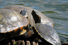 Trachemys dorbigni