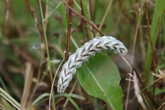 Cucullia chamomillae