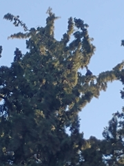 Parabuteo unicinctus