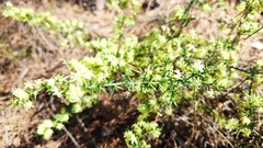 Asparagus acutifolius