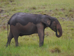 Loxodonta cyclotis