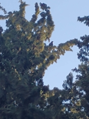 Parabuteo unicinctus