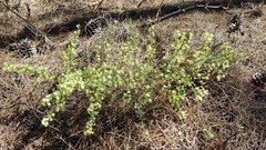 Asparagus acutifolius