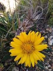 Berkheya armata