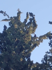 Parabuteo unicinctus