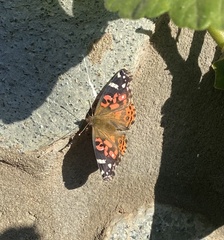 Vanessa braziliensis