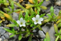 Dentella repens