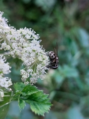 Graphomya maculata