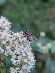 Graphomya maculata