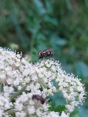 Graphomya maculata