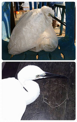 Egretta garzetta garzetta