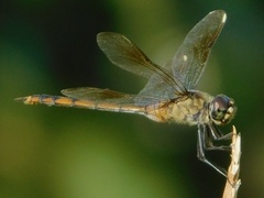 Brachymesia