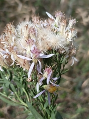 Galatella sedifolia