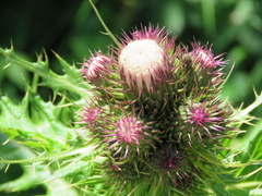Cirsium alsophilum