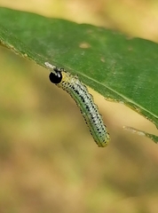 Euura miliaris