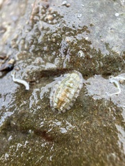 Polyplacophora