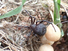 Latrodectus tredecimguttatus