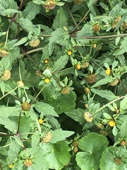 Bidens tripartita