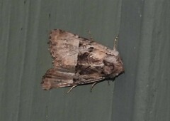 Meropleon diversicolor