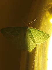 Thetidia smaragdaria