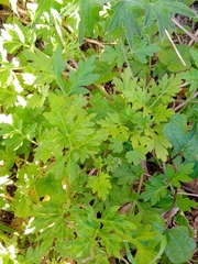 Tanacetum parthenium