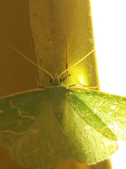 Thetidia smaragdaria