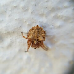 Acanthepeira