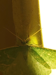Thetidia smaragdaria