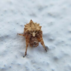 Acanthepeira