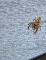 Hentzia mitrata