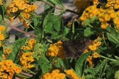 Erynnis zarucco