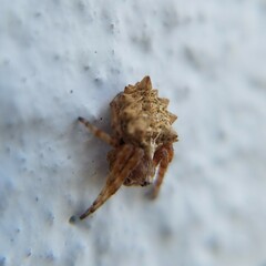 Acanthepeira