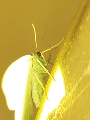 Thetidia smaragdaria