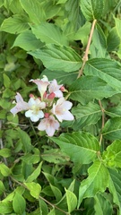 Weigela