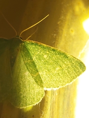 Thetidia smaragdaria