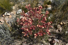 Leucadendron glaberrimum erubescens