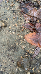 Camponotus castaneus