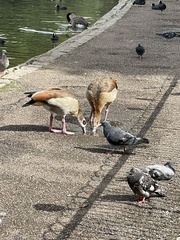 Alopochen aegyptiaca