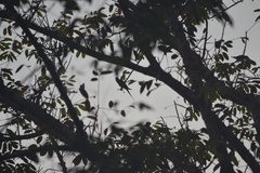 Psittacula alexandri fasciata