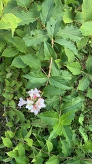 Weigela