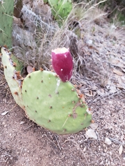 Opuntia lindheimeri