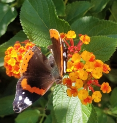 Vanessa atalanta