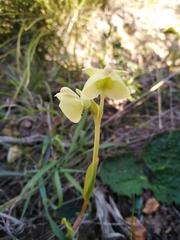 Pterygodium catholicum