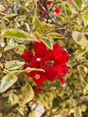 Bougainvillea spectabilis
