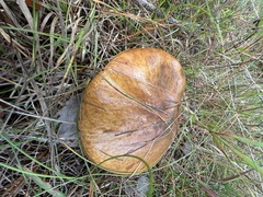 Suillus luteus